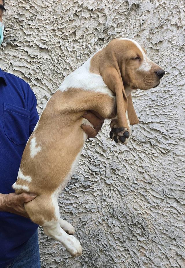 บาสเซ็ตฮาว์ดใบเพ็ดสมาคมพัฒนาพันธุ์สุนัข รูปที่ 2