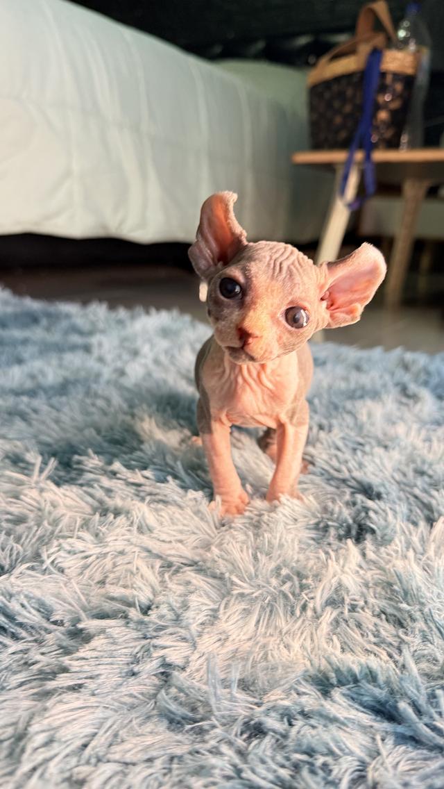 แมว สฟิงซ์ เพศเมีย หูพลิก 2