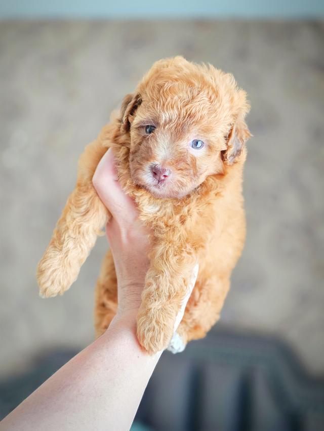 พุดเดิ้ลทอยแท้เพศเมีย รูปที่ 7