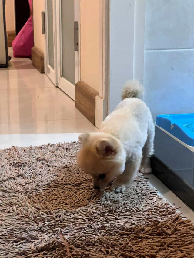 Premium Vaccinated Dog for Sale – Bangkok