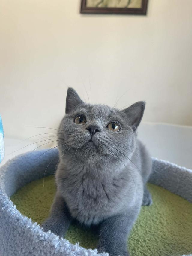 British Shorthair พร้อมใบ WCF ดช รูปที่ 12