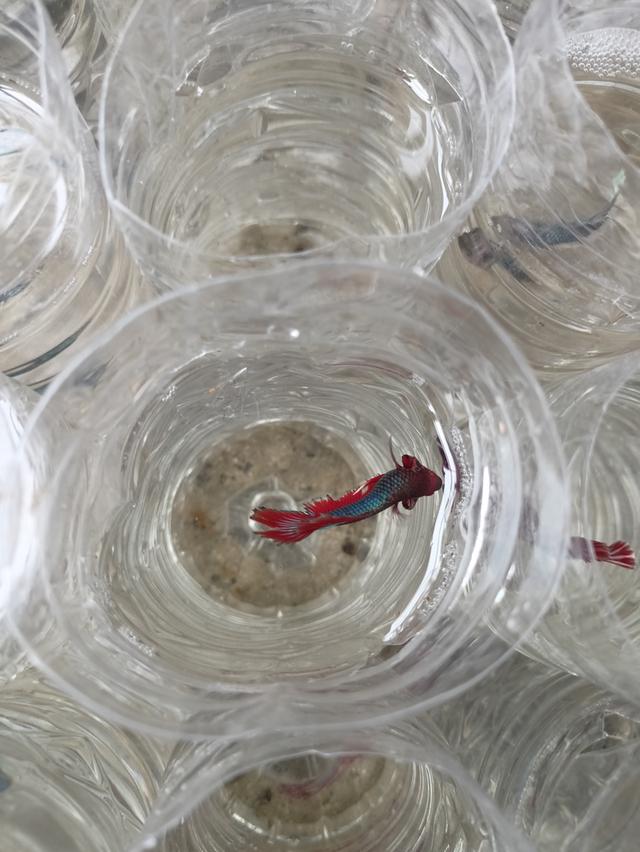 ปลากัดสวยงามราคาส่ง เริ่มต้นที่ 20 3