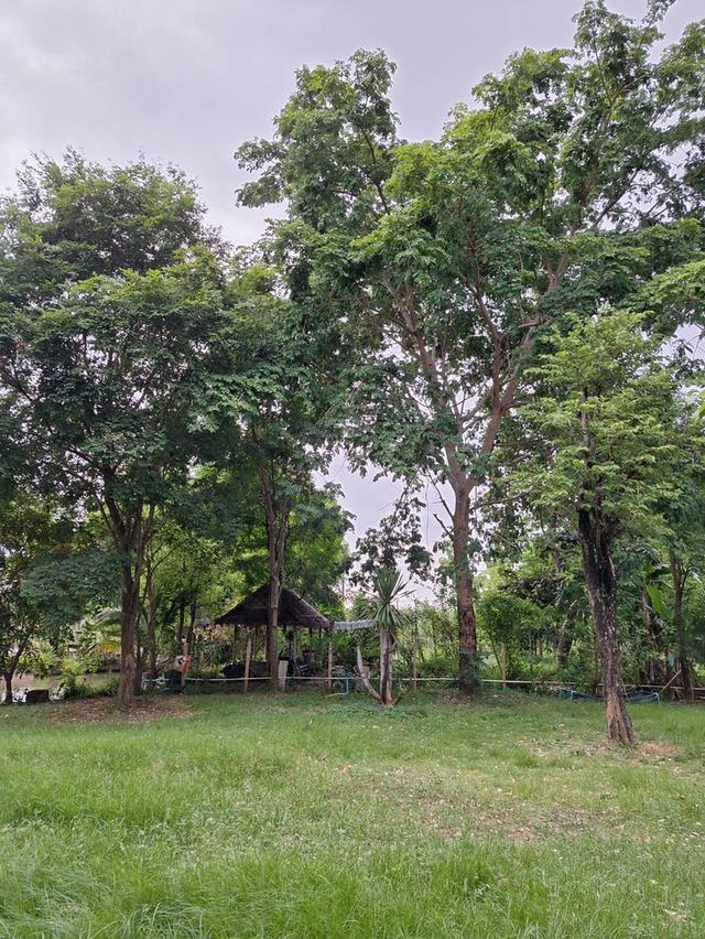 ที่ดินบ้านโป่ง จ.ราชบุรี ใกล้ทางด่วนสาย 81 บางใหญ่-กาญจนบุรี ที่ดินติดน้ำ โฉนดครุฑแดง พร้อมโอนกรรมสิทธิ์ 15