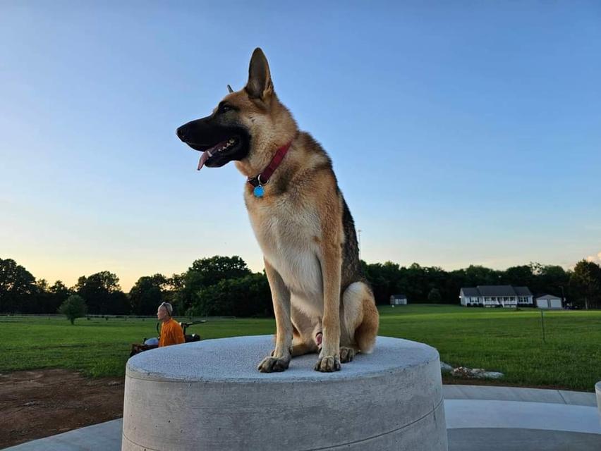 ขายเยอรมันเชฟเฟิร์ด (German Shepherd)