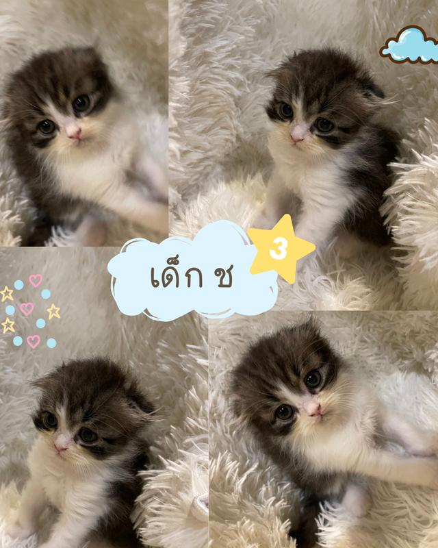 แมวสก็อตติชแท้ ค่าเทอมเบาสบาย