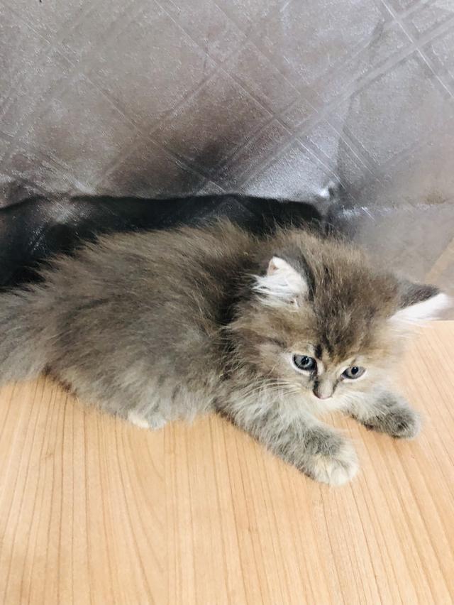 น้องแมวพันธุ์ หิมาลายันผสมชินชิล่า เพศหญิง
