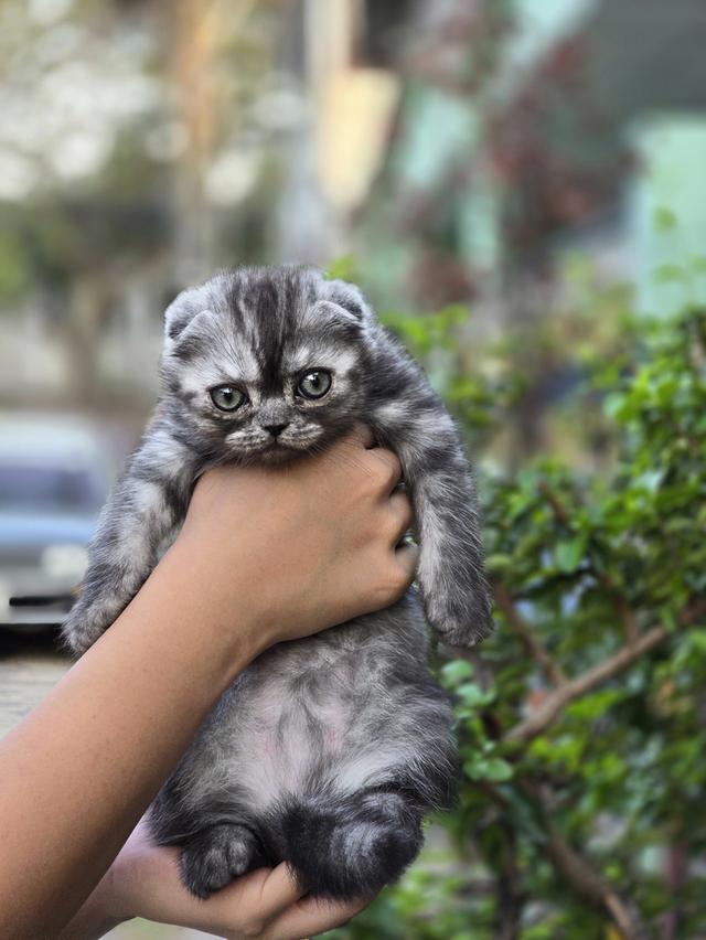 ส ก็ อ ต ติ ช โฟ ล ด์ รูปที่ 6