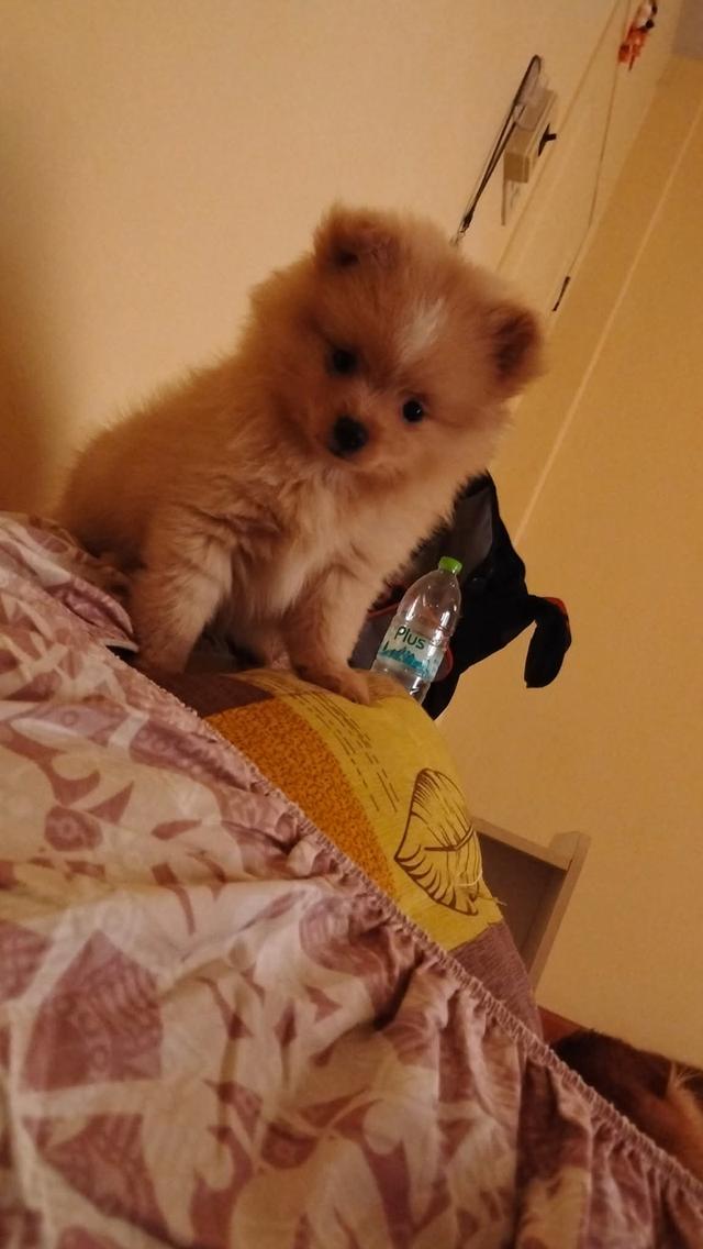 ปอมปอมแท้อยู่แถวมีนบุรีหทัยราษฎร์