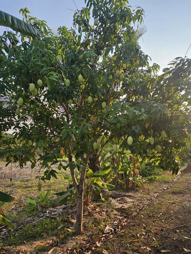 อาคารพาณิชย์พร้อมกิจการ และสวนธรรมชาติในเนื้อที่ 3 ไร่ 3 งาน จ.สกลนคร 12