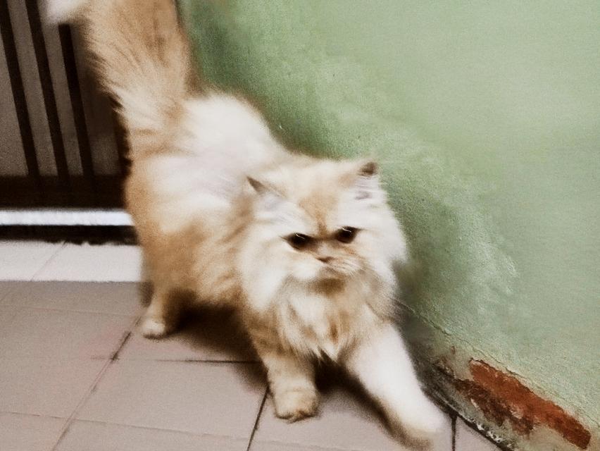 Persian big femal cat รูปที่ 3