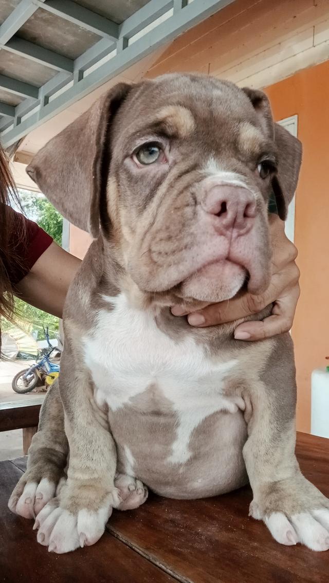 สุนัขอเมริกันบูลลี่ ตัวผู้ ฉีดวัคซีนแล้ว