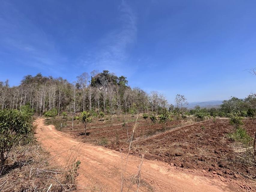 ขายที่ดิน วิวภูเขา⛰️📍จำนวน4ไร่  = 2แปลงติดกัน*แปลงที่1 (2ไร่)*แปลงที่2 (2ไร่)📍ราคาไร่ละ350,000 บาทเอกสาร  นส4จฟรีโอนกรรมสิทธ์ บรรยากาศดี วิวสวย สงบ 8