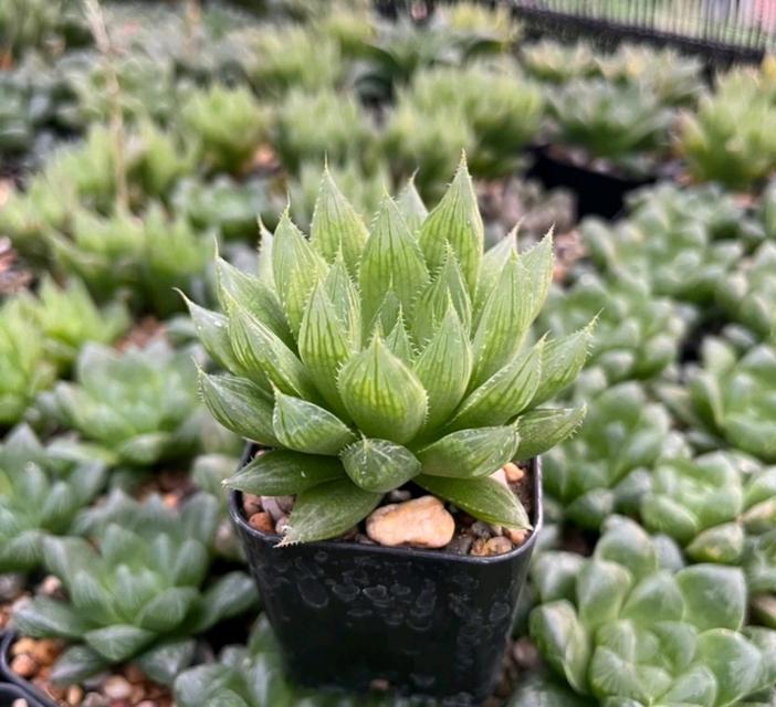 Haworthia ไม้อวบน้ำ