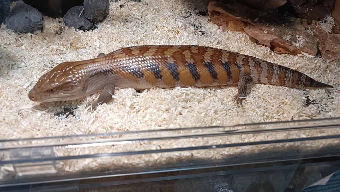 จิ้งเหลน Blue tongue สายพันธุ์ออสเตรเลีย รูปย่อยที่ 2