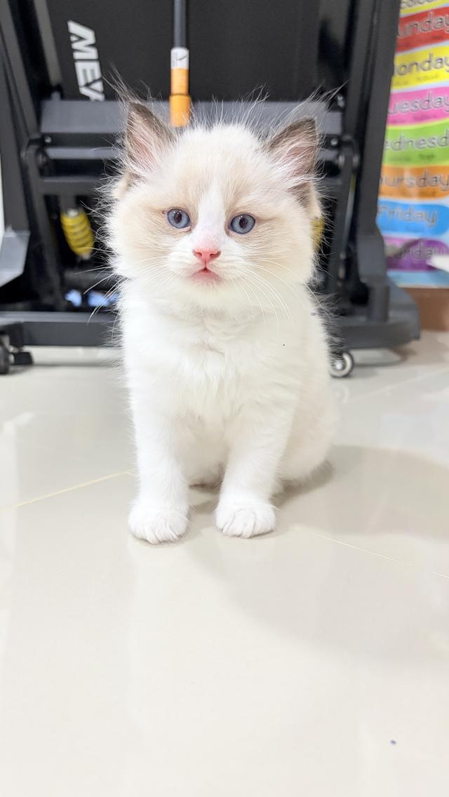 น้องแมวสายพันธุ์ Ragdoll เพศผู้ น้องรักขี้อ้อน เป็นมิตรกับทุกคน รูปที่ 3