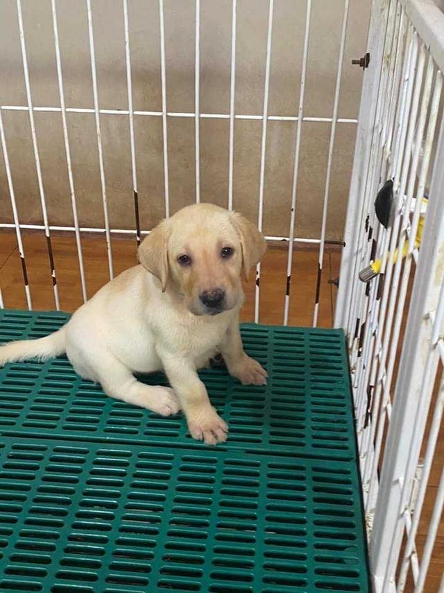 Labrador 100%