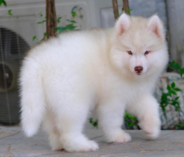 ลูกสุนัขไซบีเรียนฮัสกี้ หลายสี หลายแบบ | ฟาร์มไซบีเรียนชุมพร