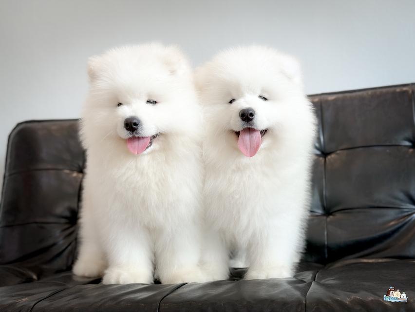 น้องซามอยด์ นำเข้าจากประเทศจีน