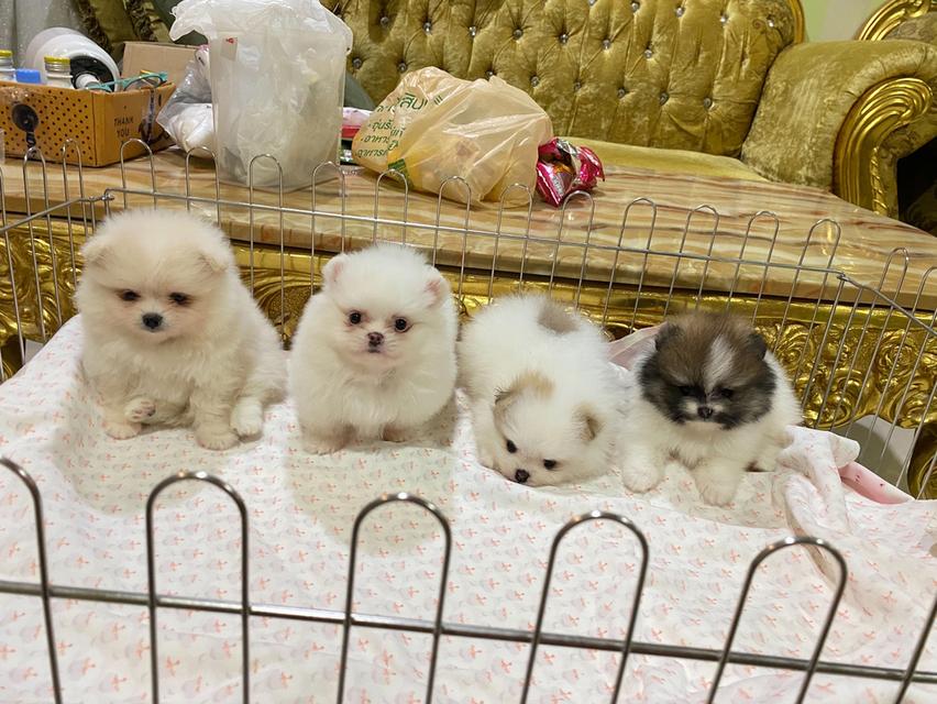 ลูกปอมเมอเรเนียนแท้ อายุ50วัน พร้อมเลี้ยง ราคากันเอง รูปที่ 6
