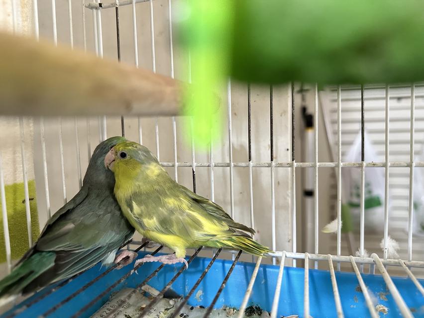 ฟอพัสคู่ (พร้อมกรง)