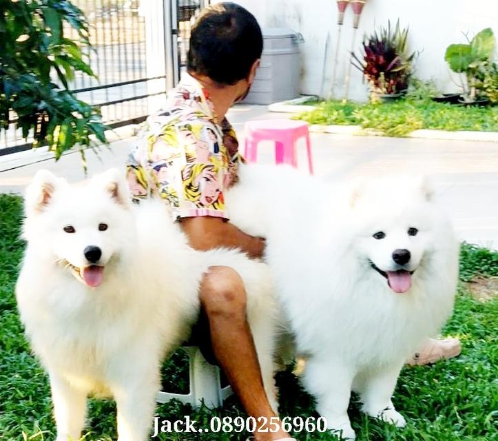 รับจับสุนัขผสมพันธ์ทุกสายพันธ์ 11