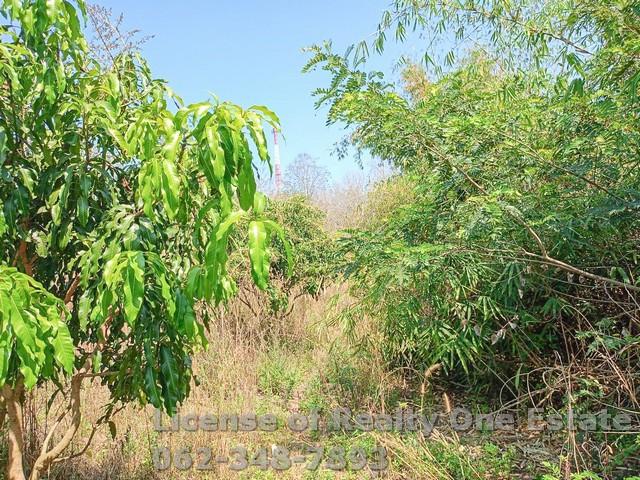 ขายที่ดิน ถมแล้วพิษณุโลก ติดถนนสายนครไทย-ชาติตระการ จ.พิษณุโลก ทำเลดี เหมาะทำโครงการบ้าน ราคาพิเศษ! 6