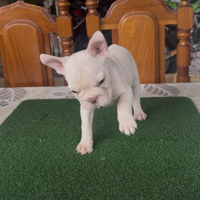 ลูกสุนัขเฟรนช์บลูด็อก รูปที่ 9