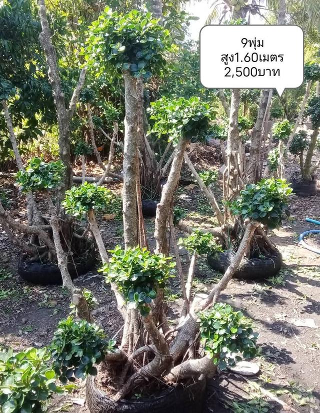 ไทรต่อยอดช้อนเงินช้อนทอง รูปที่ 11