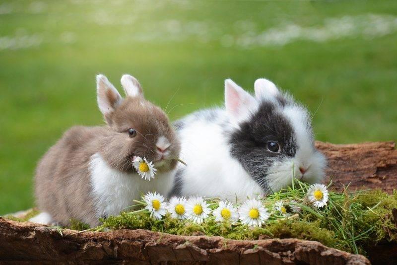 กระต่ายนิวซีแลนด์