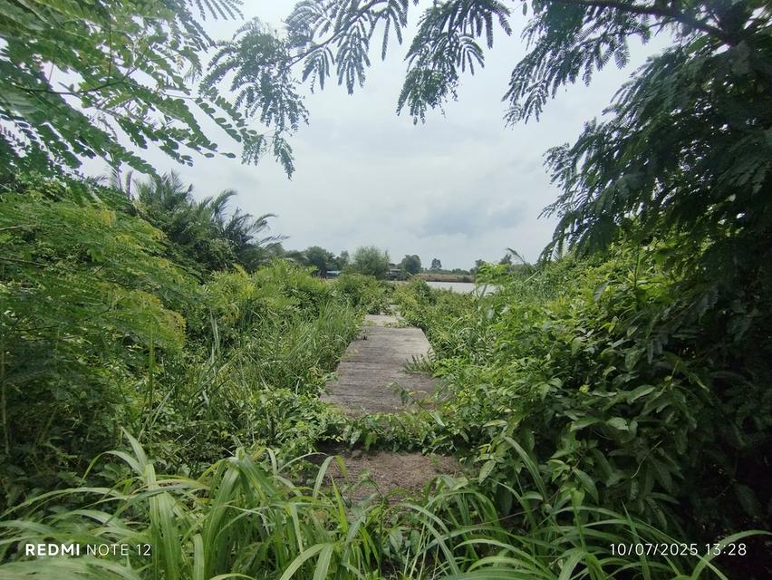 🌿ขายที่ดิน9ไร่กว่า วิวแม่น้ำบางปะกง ต.หัวไทร อ.บางคล้า เหมาะลงทุน-พัฒนาธุรกิจเชิงนิเวศหลายรูปแบบ 4