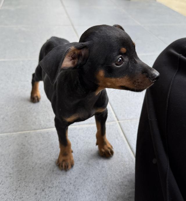 ลูกสุนัขพันธุ์มิเนเจอร์ (Miniature Dogs) 10