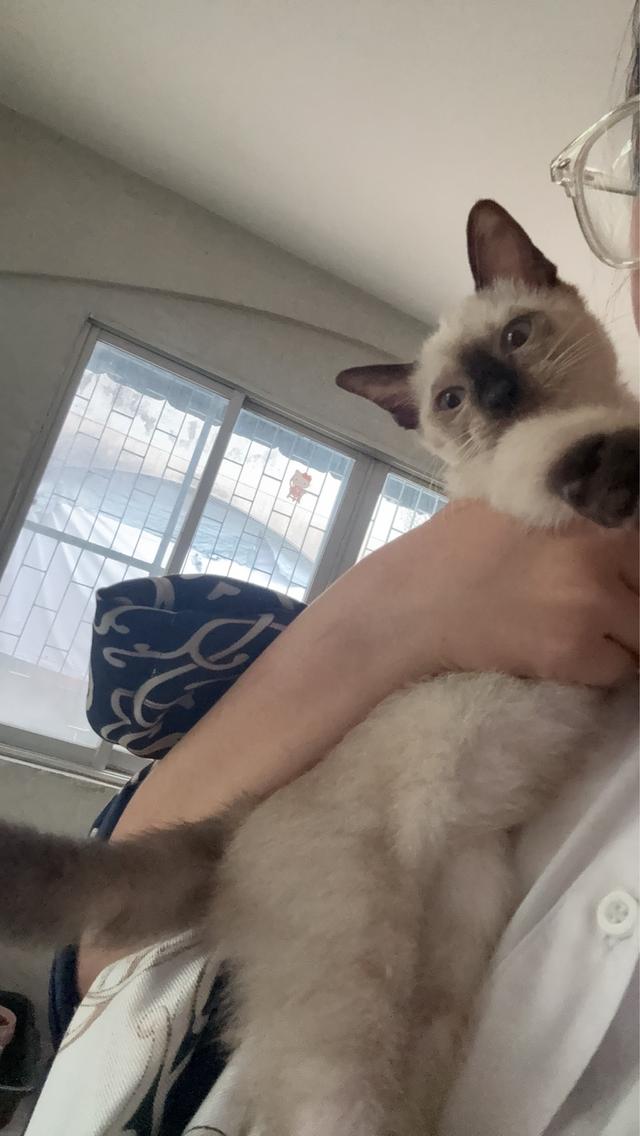 หาบ้านให้ลูกสาววิเชียรมาศ น้องสวย😇มีค่าสินสอดนะคะ รูปที่ 5