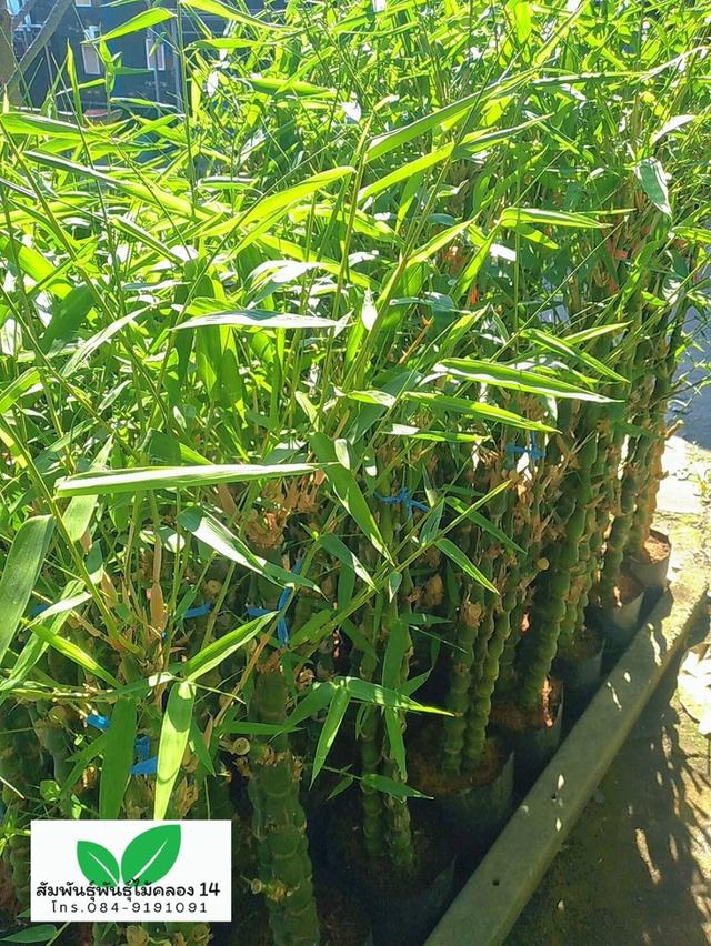 ไผ่น้ำเต้า ต้นไผ่น้ำเต้า รูปที่ 3