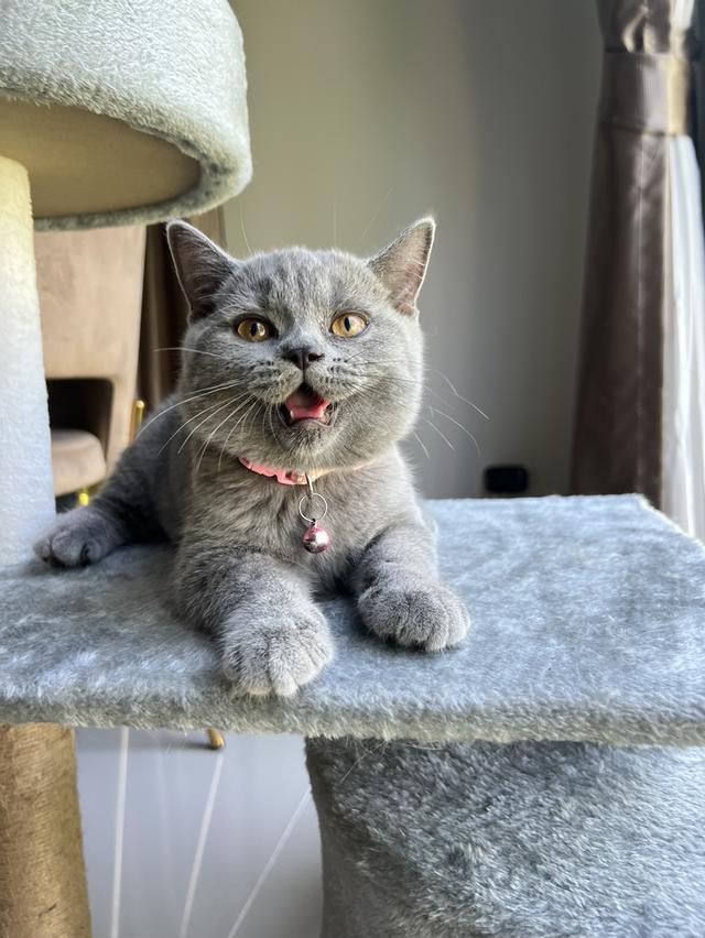 ลูกแมว บริติช ช็อตแฮร์ ใบเพ็ดนอกWCF(British Shorthair) 3