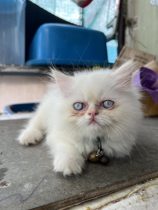 ลูกแมว 11