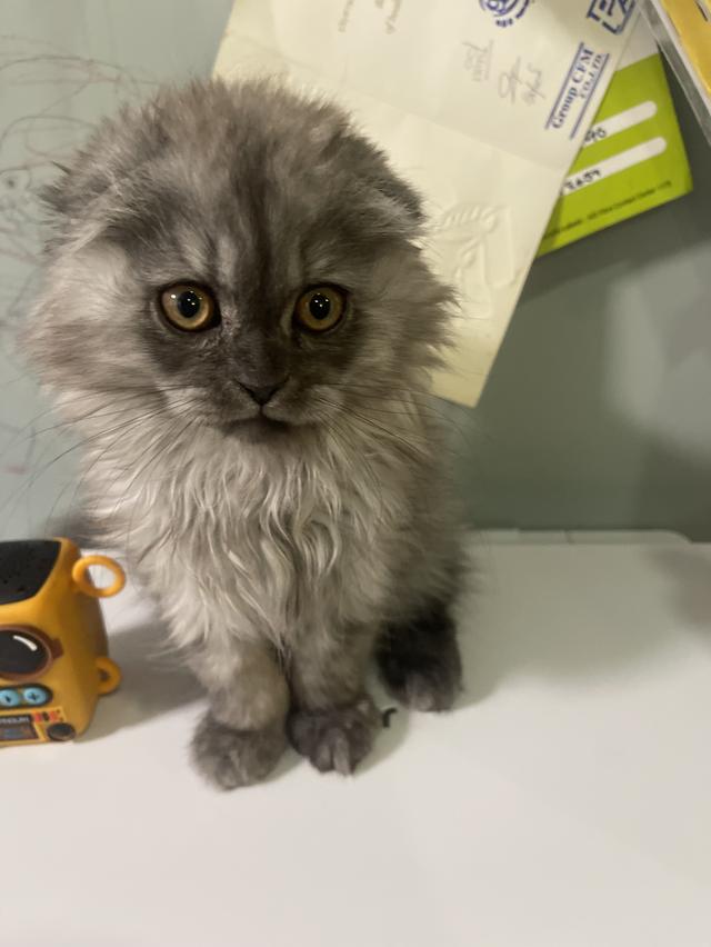 น้องแมวหน้าดำ(ชาย2เดือน)พร้อมย้านบ้าน