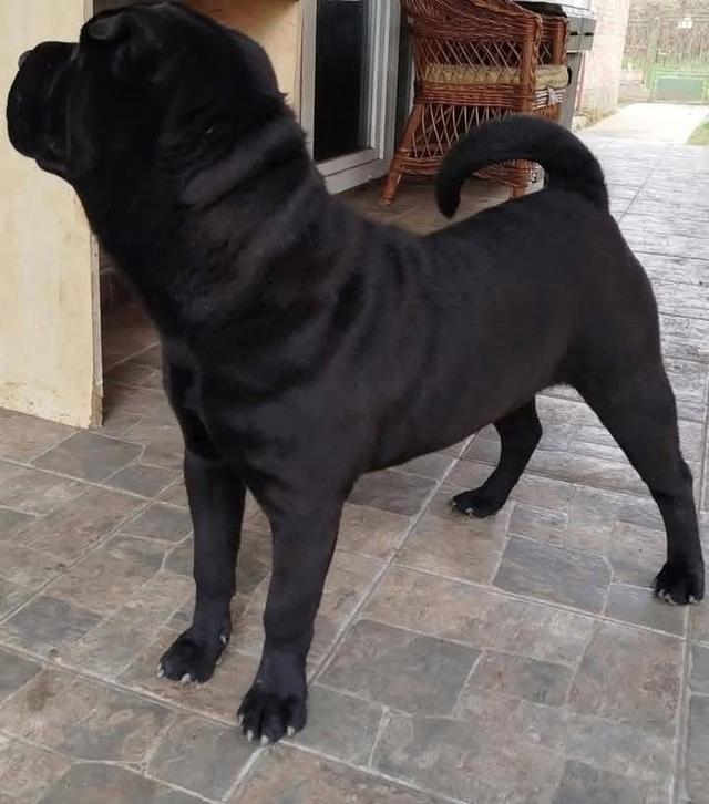 สุนัข Shar Pei สีดำ 4