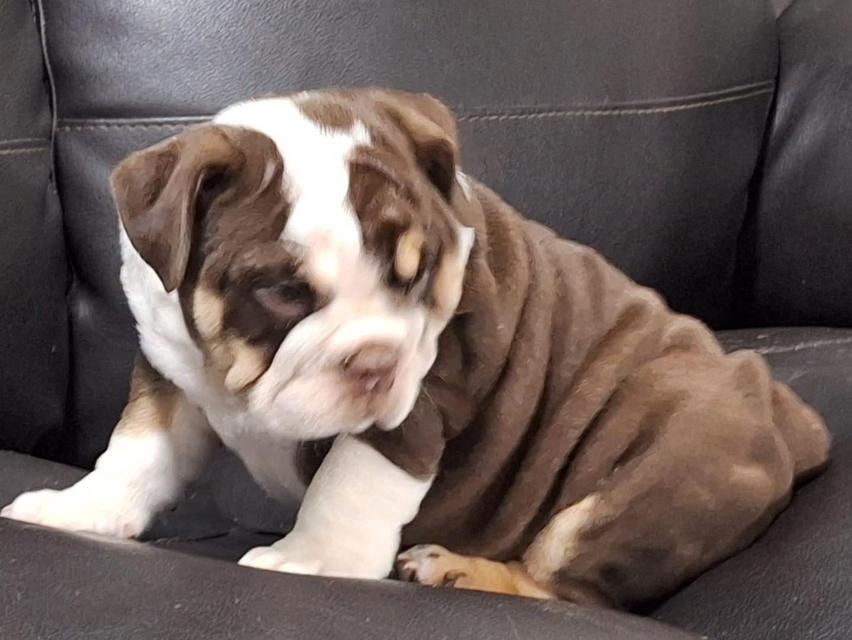 English Bulldog Puppies | WhatsApp me : +66 63 826 3042