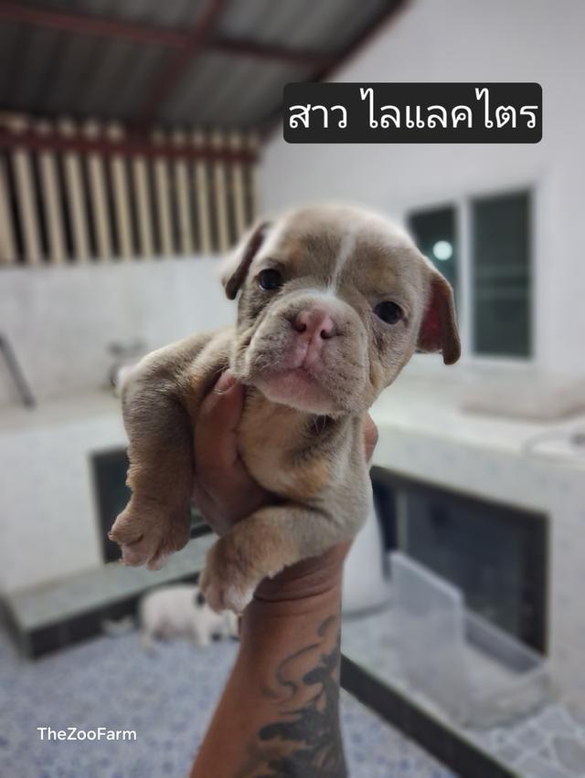 ลูกอเมริกันบูลลี่ micro exotic