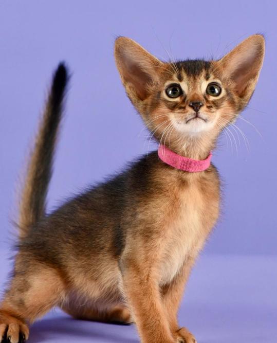 Abyssinian แท้นำเข้า 3