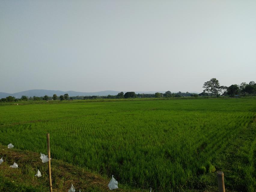 ที่ดินนา13ไร่ ติดถนน100กว่าเมตร 4