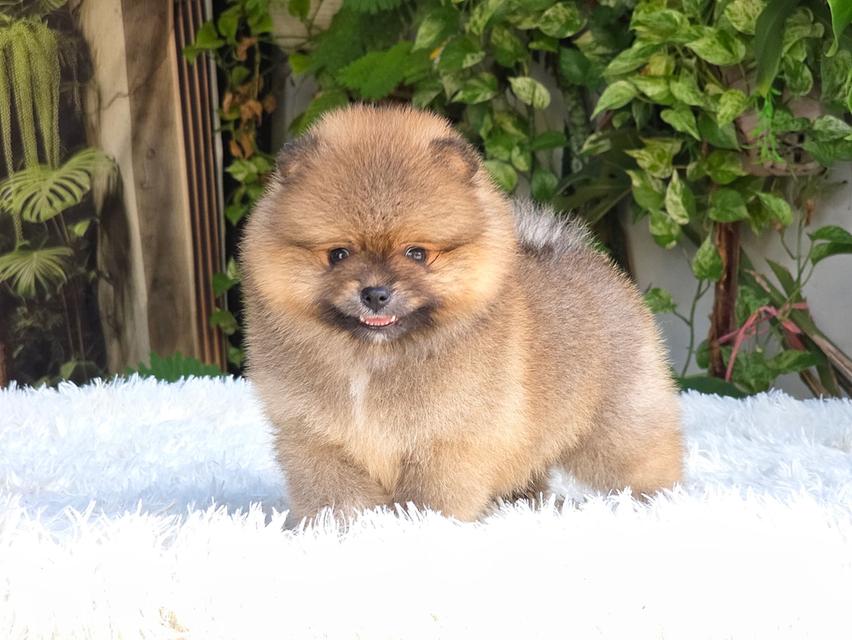 ปอมเมอเรเนัยนแท้ สีส้ม เพศเมีย รูปที่ 5