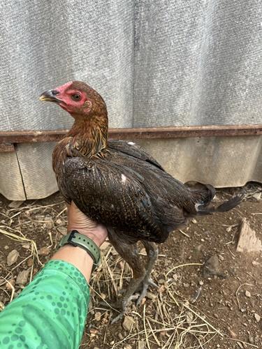 ไก่สาวพร้อมไข่ ชั้นหลานแดงเล็กพายุ รูปที่ 4