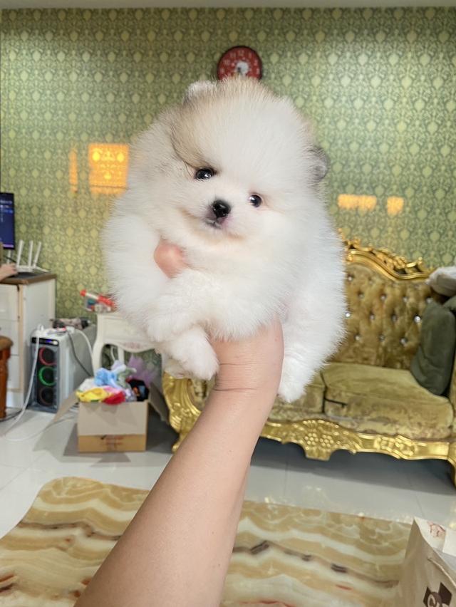 ลูกปอมแท้ สอบถามได้ค่ะ