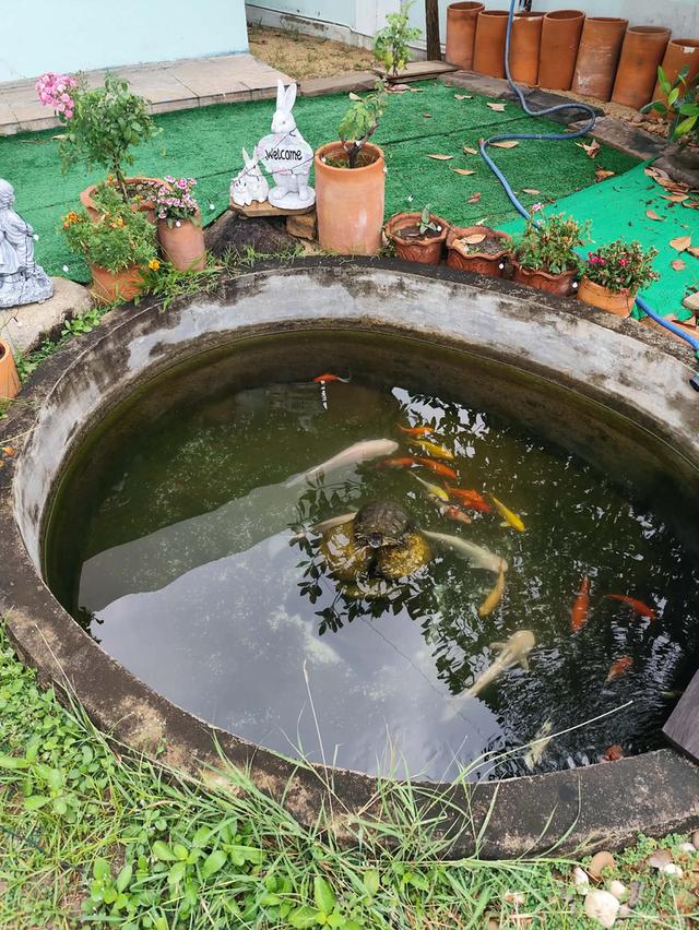 ขาย บ้านเดี่ยว (หลังริม)ทำเลเยี่ยม โครงการติดถนนใหญ่ รัตนาธิเบศร์...ติดสถานีรถไฟฟ้า ขนาดไม่เกิน 100 ตร.วา 14