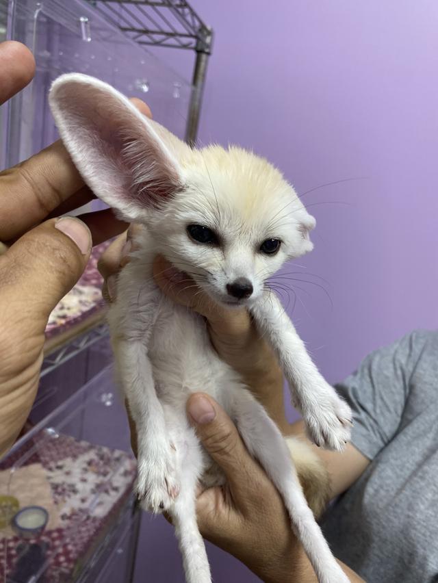 Finix fox