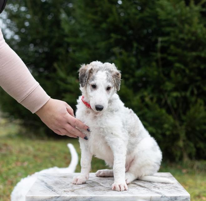 สุนัข Borzoi ราคาเบาๆ 2