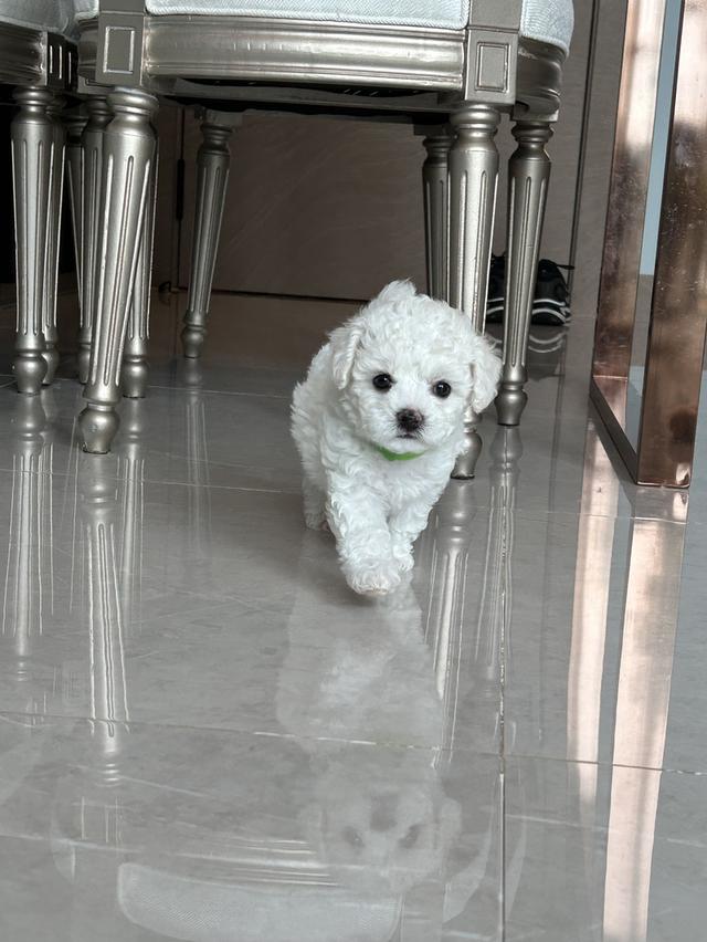 ลูกบิชองฟริเซ่