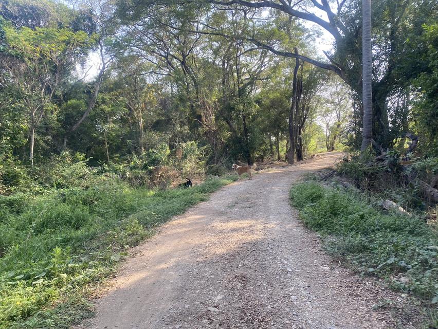 ที่ดินผืนงามริมแม่น้ำเจ้าพระยา – อัญมณีแห่งบางปะอิน 12