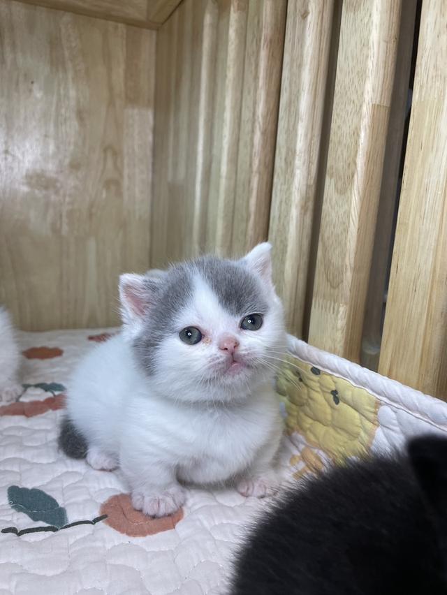 mini product image 2